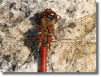 Szablak (Sympetrum sp.)