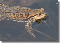 Ropucha szara - Bufo bufo