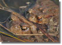 Ropucha szara - Bufo bufo