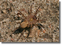 Arachnida