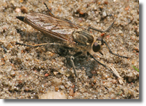 Asilidae