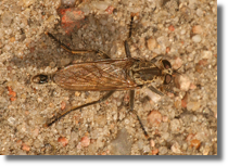 Asilidae1