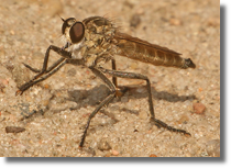 Asilidae