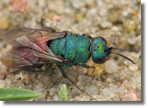 Chrysis ignita