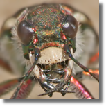 Cicindela hybrida