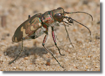 Cicindela hybrida