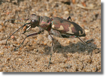 Cicindela hybrida