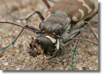 Cicindela hybrida