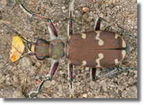 Cicindela hybrida