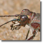 Cicindela hybrida