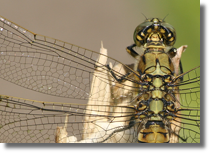 Orthetrum cancellatum