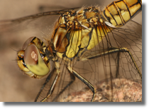 Sympetrum sp.