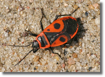 Pyrrhocoris apterus