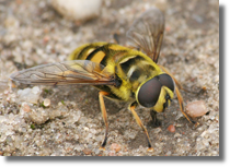 Syrphidae