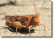 Orthoptera