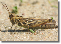 Orthoptera