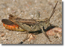 Orthoptera