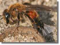 Wachlarzoskrzyde (Strepsiptera)