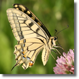 Pa królowej (Papilio machaon)