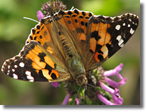 Rusaka osetnik (Vanessa cardui)