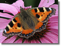 Rusaka pokrzywnik (Aglais urticae)