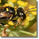 Mellinus arvensis - samica