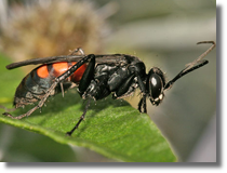 Swdosz pajczarz (Anoplius viaticus)