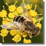 Syrphidae