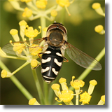 Syrphidae