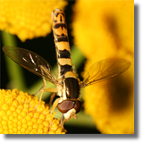 Syrphidae