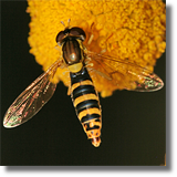 Syrphidae