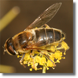 Syrphidae