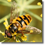 Syrphidae