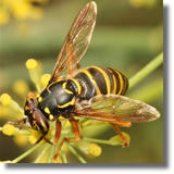 Syrphidae