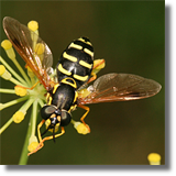 Syrphidae