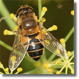 Syrphidae