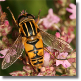 Syrphidae