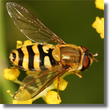 Syrphidae