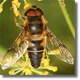 Syrphidae