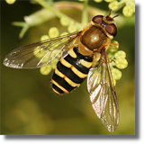 Syrphidae