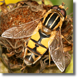 Syrphidae