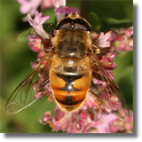 Syrphidae