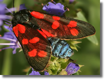 Kranik szecioplamek (Zygaena filipendulae)