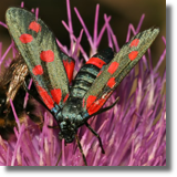 Kranik goryszowiec (Zygaena ephialtes)