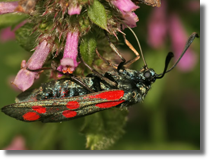 Kranik szecioplamek (Zygaena filipendulae)