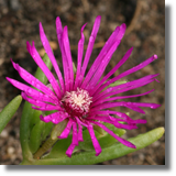 Delosperma Coopera (Delosperma cooperi)