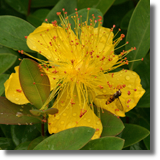 Dziurawiec (Hypericum)