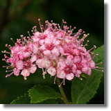 Tawua japoska (Spiraea japonica)