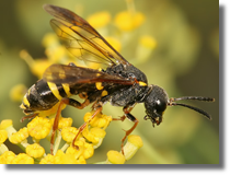 Pilarz (Tenthredo sp.)