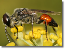 Wytrzeszczka (Astata sp.)